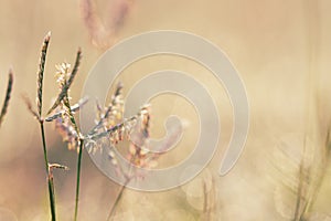 Nature backgrounds, Spring morning dew on the grass