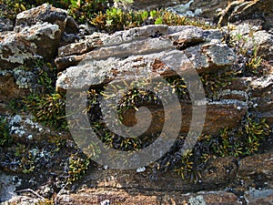 The Nature Of Baikal. Slates, overgrown with vegetation