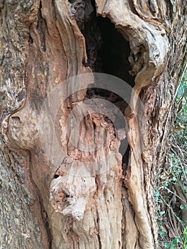 Termite attacked tree