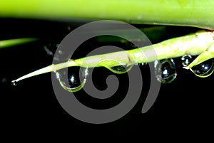 Nature bamboo waterdrop