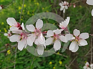 nature beautiful almond blossom branch