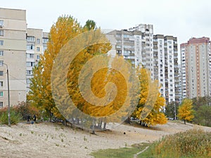 beautiful autumn landscape tall trees with yellow leaves growing near high-rise demos photo