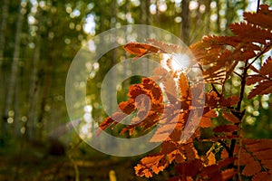 Nature. Beautiful landscape. Autumn birch forest. The rays of the sun pass through the leaves of mountain ash