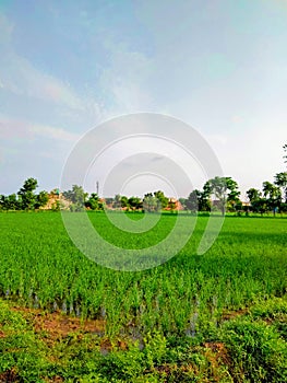 Nature beautiful view of greenery