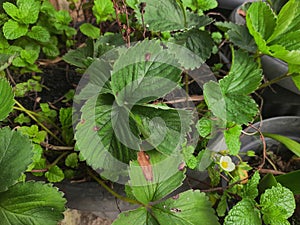 Nature beauty in bloom, vibrant botanicals with fresh green foliage