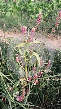 Nature beauty Digera muricata in green field Jhelum