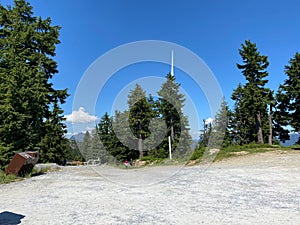 nature beauty with green trees and blue sky