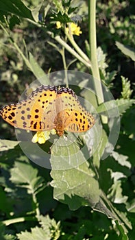 Nature beauty Indian fritillary Jhelum