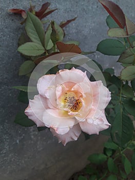 Nature beauty jhelum pakiPakistan Rose flower photo