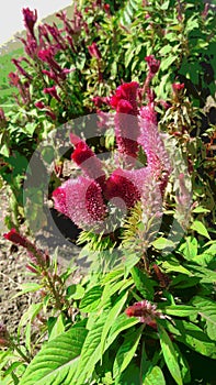 Nature beauty red flowers Jhelum