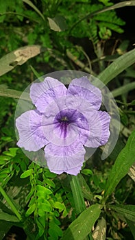 Nature beauty Ruellia simplex plant Jhelum
