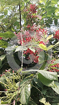 Nature beauty scenery flowers and green leaf