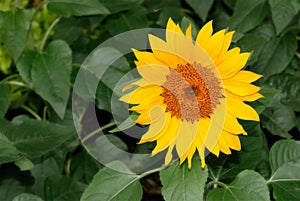 Nature beauty of single sunflower