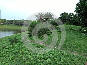 Nature beauty. Trees with a pond and white and blue sky . mango trees