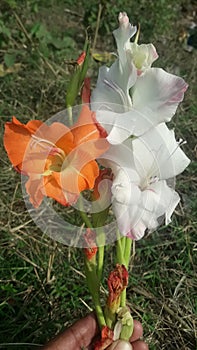 Nature beauty white and red Gladiolus flowers