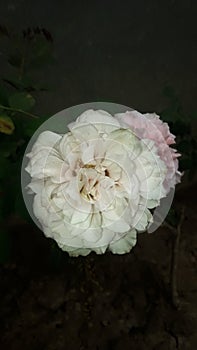 Nature beauty white rose and pink flowers Jhelum