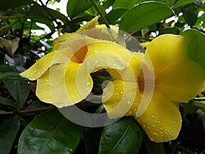 Nature beauty yellow flower plants tree after rain with leaps