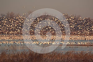 Nature at it best with migrating Snow Geese