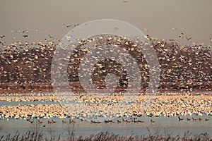 Nature at it best with migrating Snow Geese