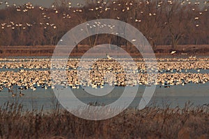 Nature at it best with migrating Snow Geese