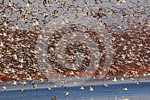 Nature at it best with migrating Snow Geese