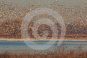 Nature at it best with migrating Snow Geese