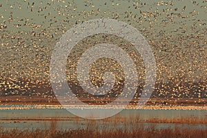 Nature at it best with migrating Snow Geese