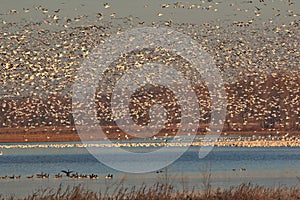 Nature at it best with migrating Snow Geese