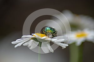 nature big green bug garden chamomile