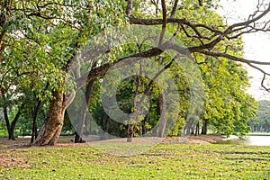 Nature of big trees at large urban public forest of Wachirabenchathat Park. photo