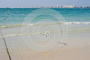 Nature of birds, sea gulls on the beach of the Persian Gulf