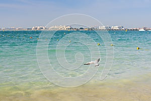 Nature of birds, sea gulls on the beach of the Persian Gulf