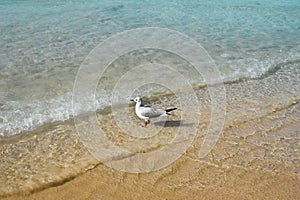 Nature of birds, sea gulls on the beach of the Persian Gulf