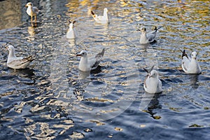 Nature of birds, sea gulls on the beach of the Persian Gulf