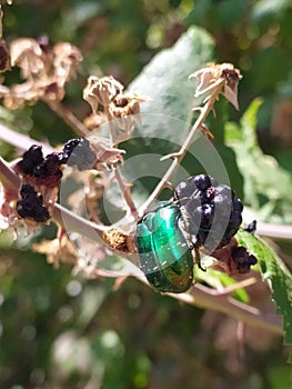 Nature BlackBerry natura more moscone