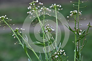 In nature, bloom Capsella bursa-pastoris