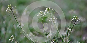 In nature, bloom Capsella bursa-pastoris