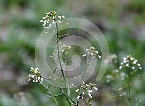 In nature, bloom Capsella bursa-pastoris