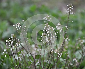 In nature, bloom Capsella bursa-pastoris