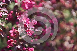 Nature. A blooming branch of a pink apple tree. Bright spring flowers. Trees in flowers. Close-up image of spring