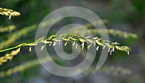 In the nature blooming ryegrass Lolium perenne