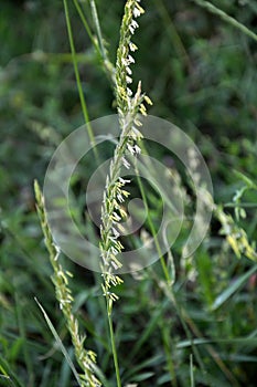 In the nature blooming ryegrass Lolium perenne