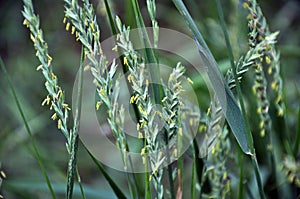 In the nature blooming ryegrass Lolium perenne photo