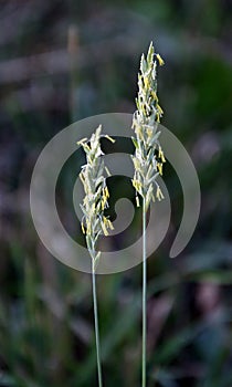 In the nature blooming ryegrass Lolium perenne photo