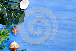 Nature blue background frame with green leaves and shells for design elements, summer background. Sopy space