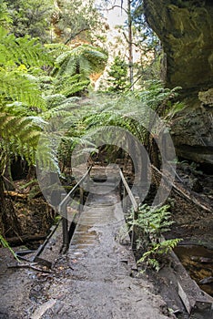 Nature in Blue Mountains national park