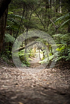 Nature in Blue Mountains national park