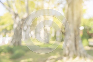 Nature blurred background. Green tree in a park with light bokeh and sunlight. natural trees and lawn in outdoor garden. Abstract
