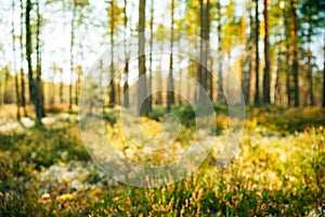 Nature Blurred Background Of Out Of Focus Green Forest Or Bokeh, Boke