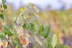 Nature blurred background. Shallow depth of field. Autumn leaves of grapes. Grapevine in the fall. Autumn vineyard.